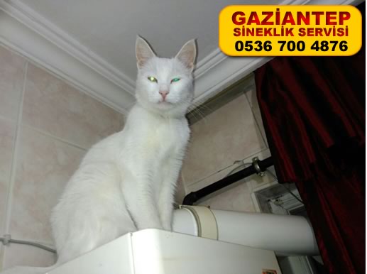 Gaziantep Kedi Sinekliği